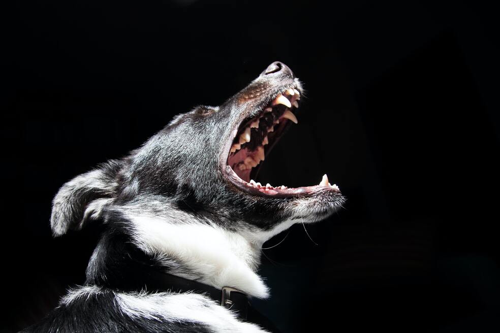 ¿Tu perro sufre de estrés? 10 señales que indicarían que sí