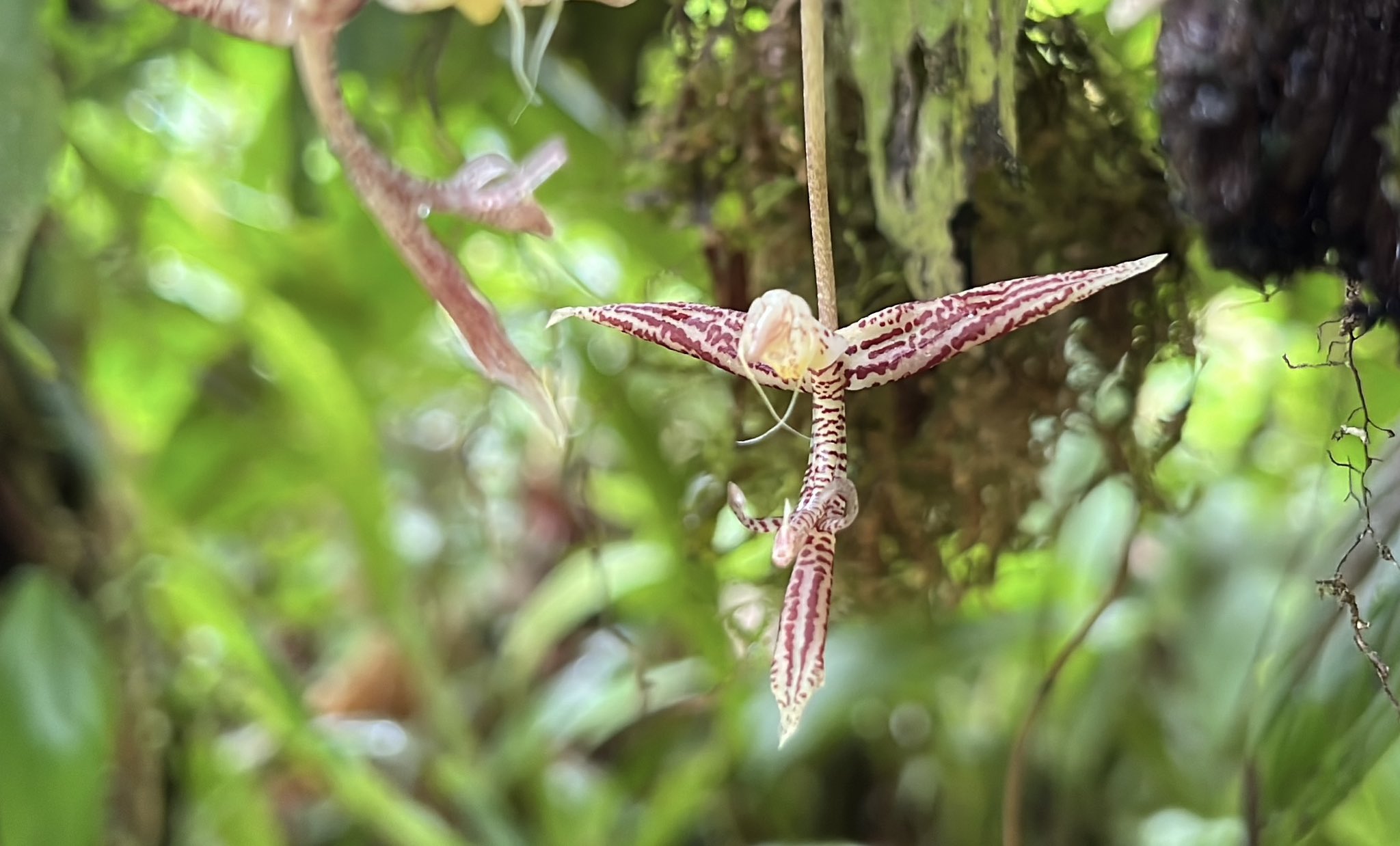 Así es la nueva especie de orquídea que descubrieron en Buenaventura