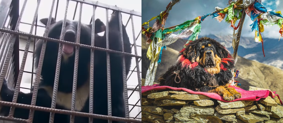 ¡Tremendo susto! Una familia compró un perro que resultó ser un oso