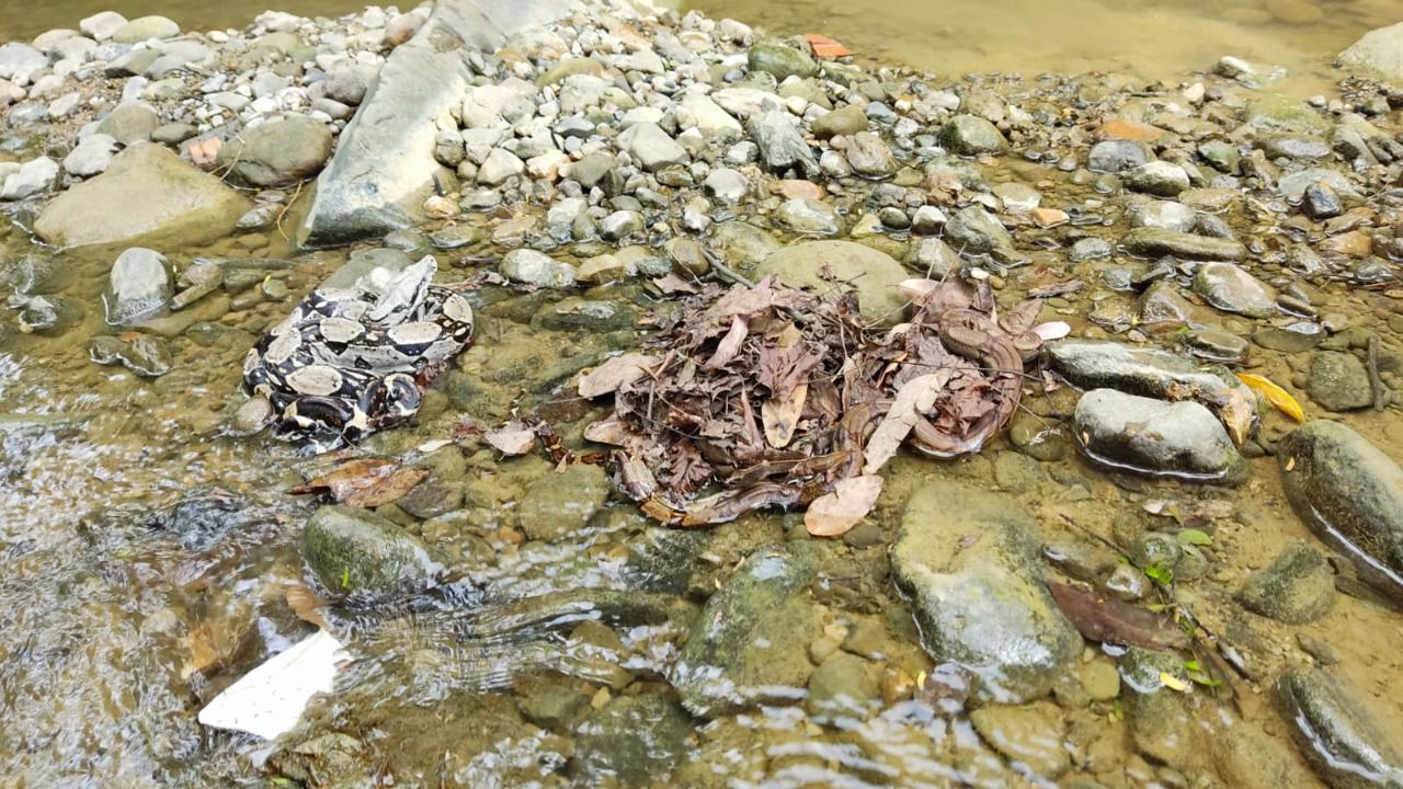 Boa liberada en el Canal del Dique.