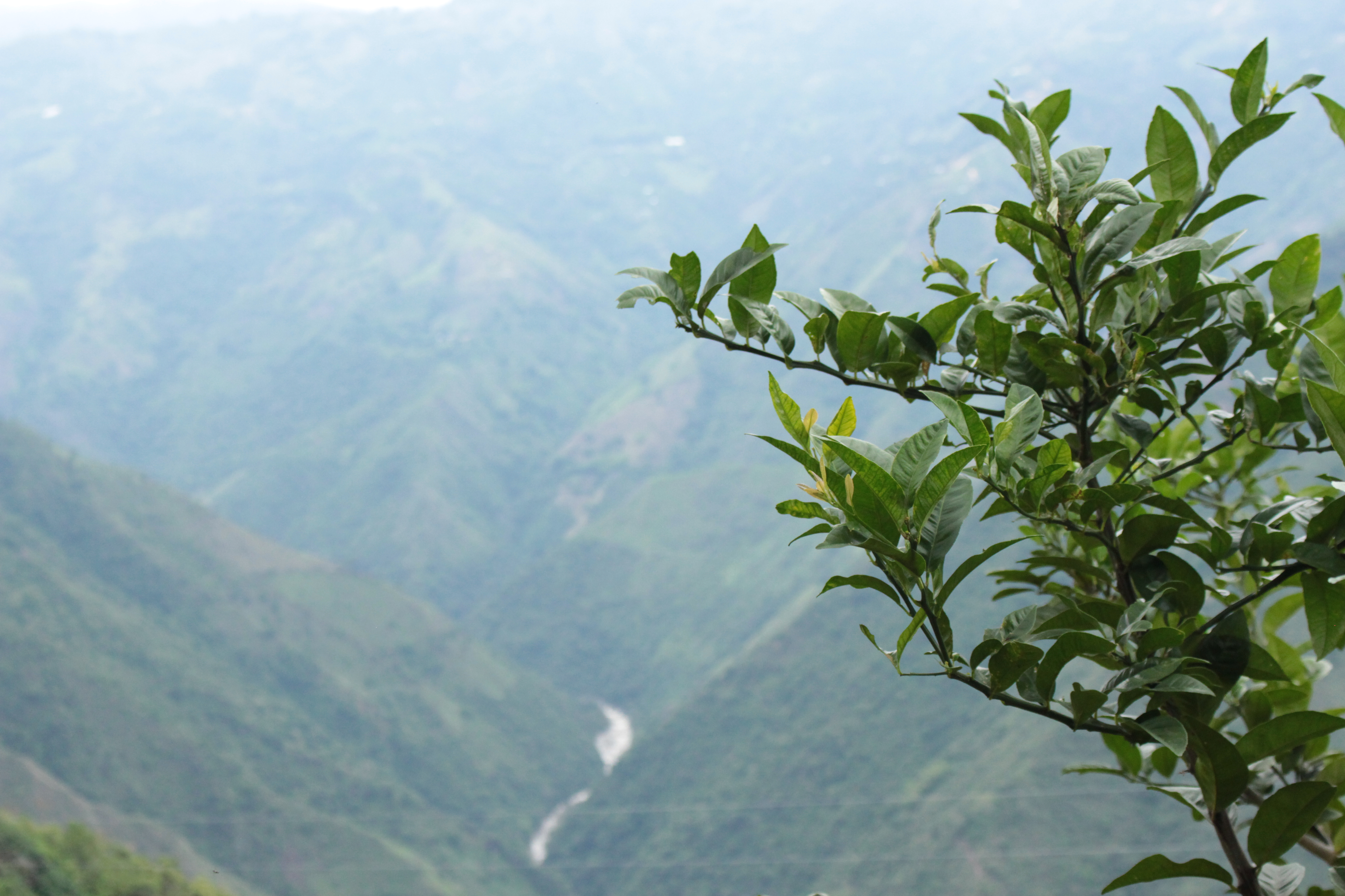 Proyectos productivos en Montebello, Antioquia