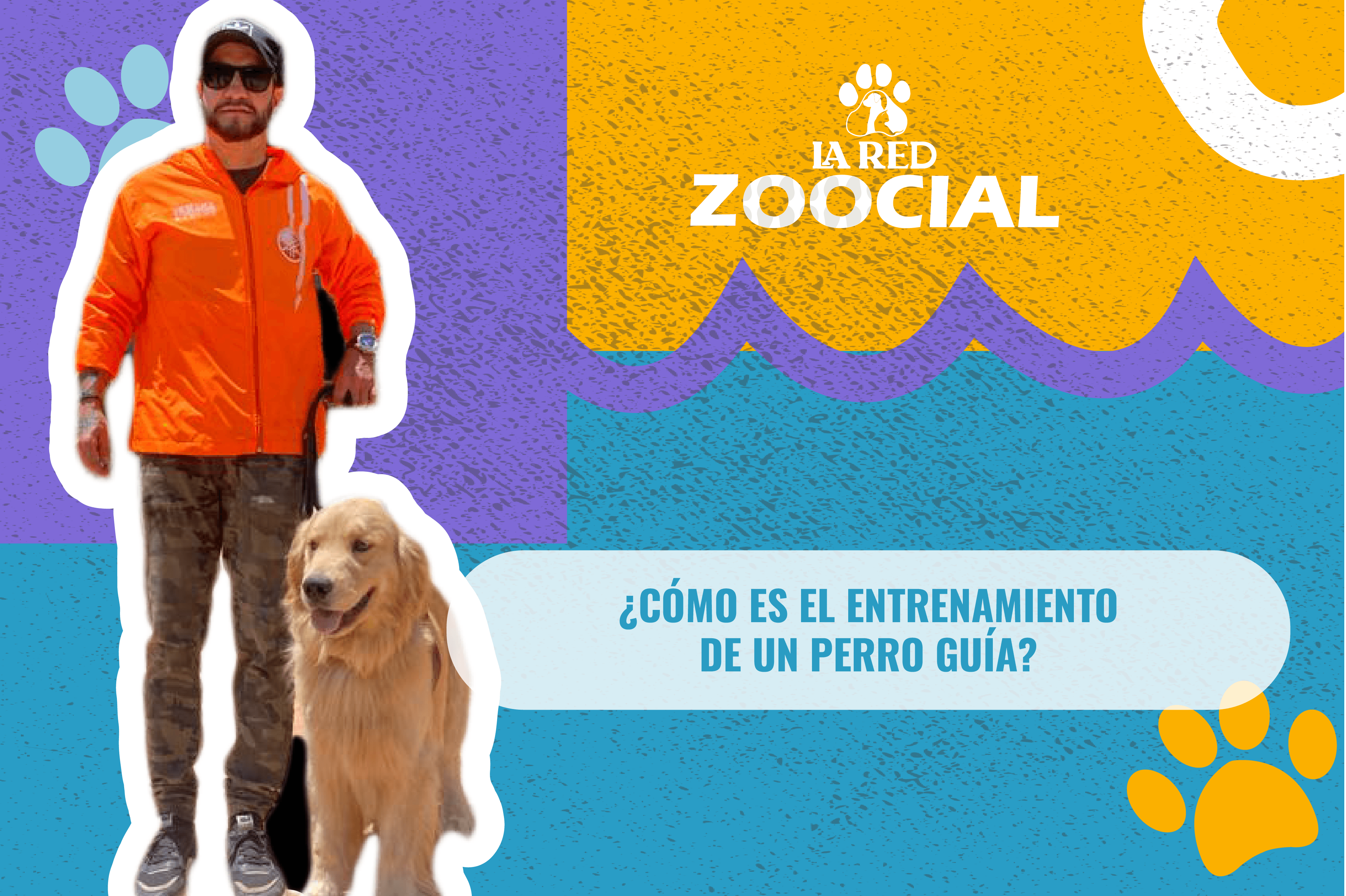 ¿Cómo es el entrenamiento de un perro guía?