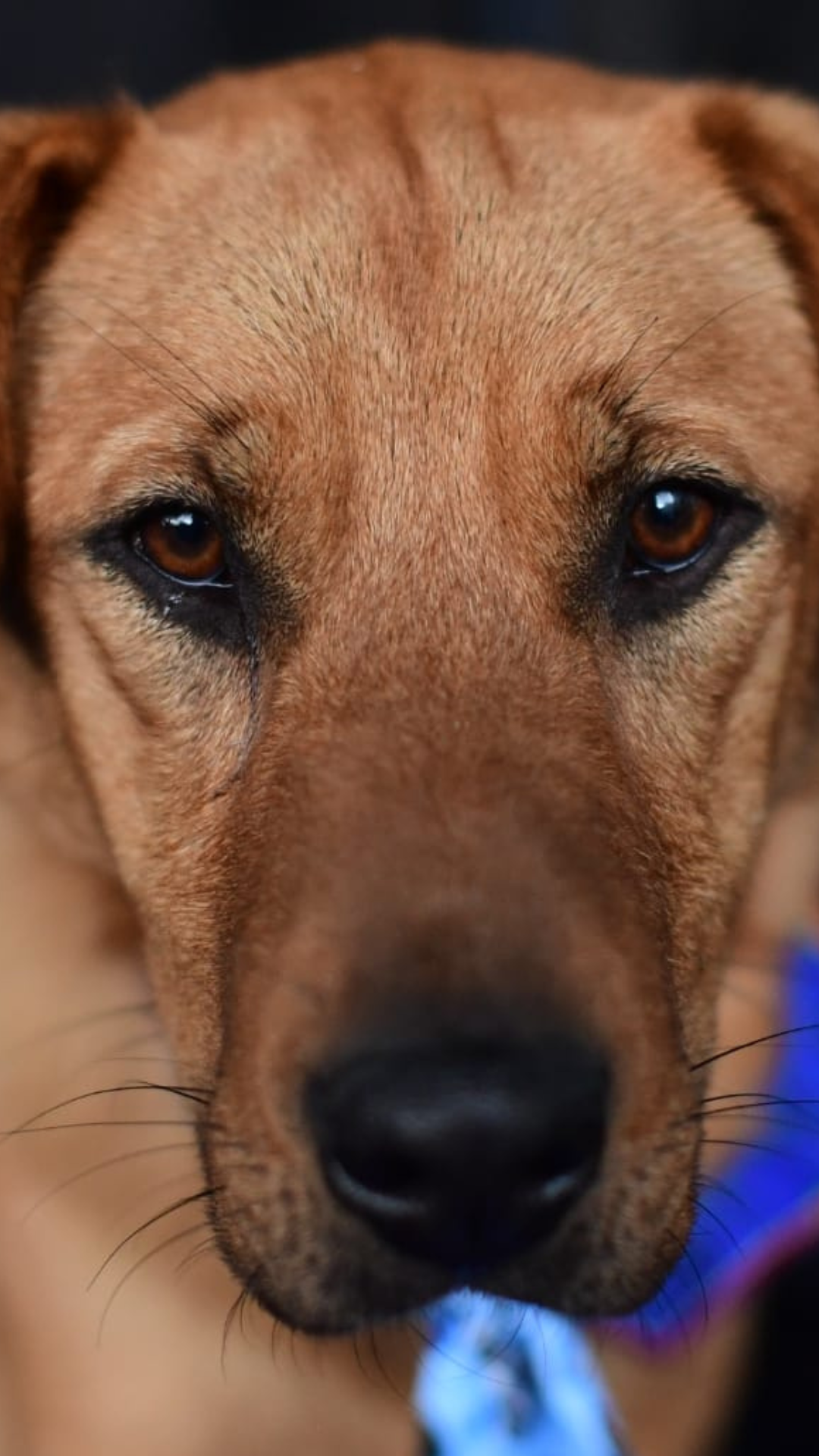 (Fotos) En busca de un hogar: estos perros quieren ser parte de su familia