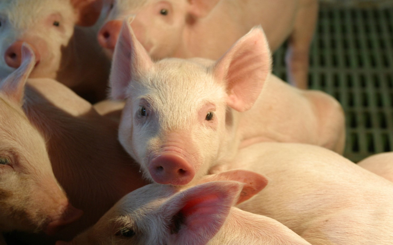 Porkcolombia destacó la importancia de que más empresas se sumen al programa Sellos Porkcolombia.