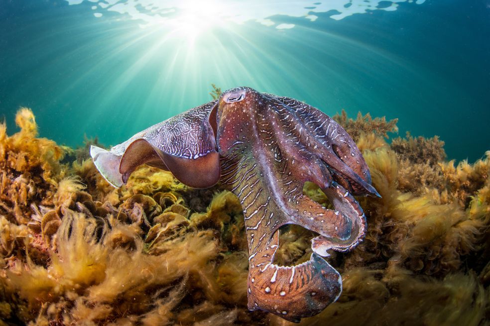 Rowan Dear ganó el premio del personal, otorgado por votación entre los empleados de Ocean Conservancy. Su fotografía titulada Dear fue tomada cerca de la costa de Whyalla, Australia.