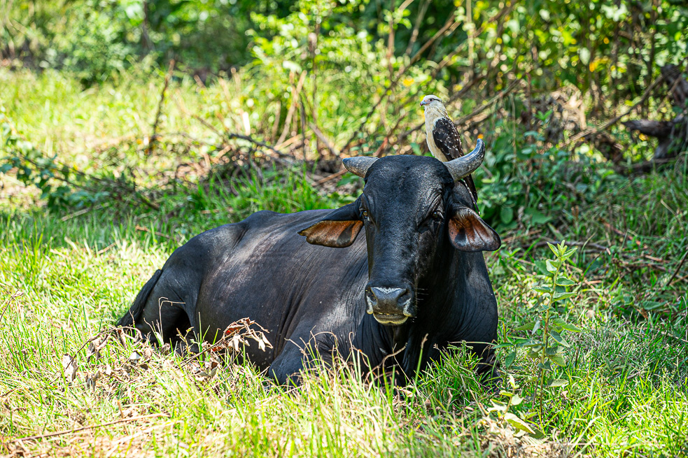 Orocue Casanare
