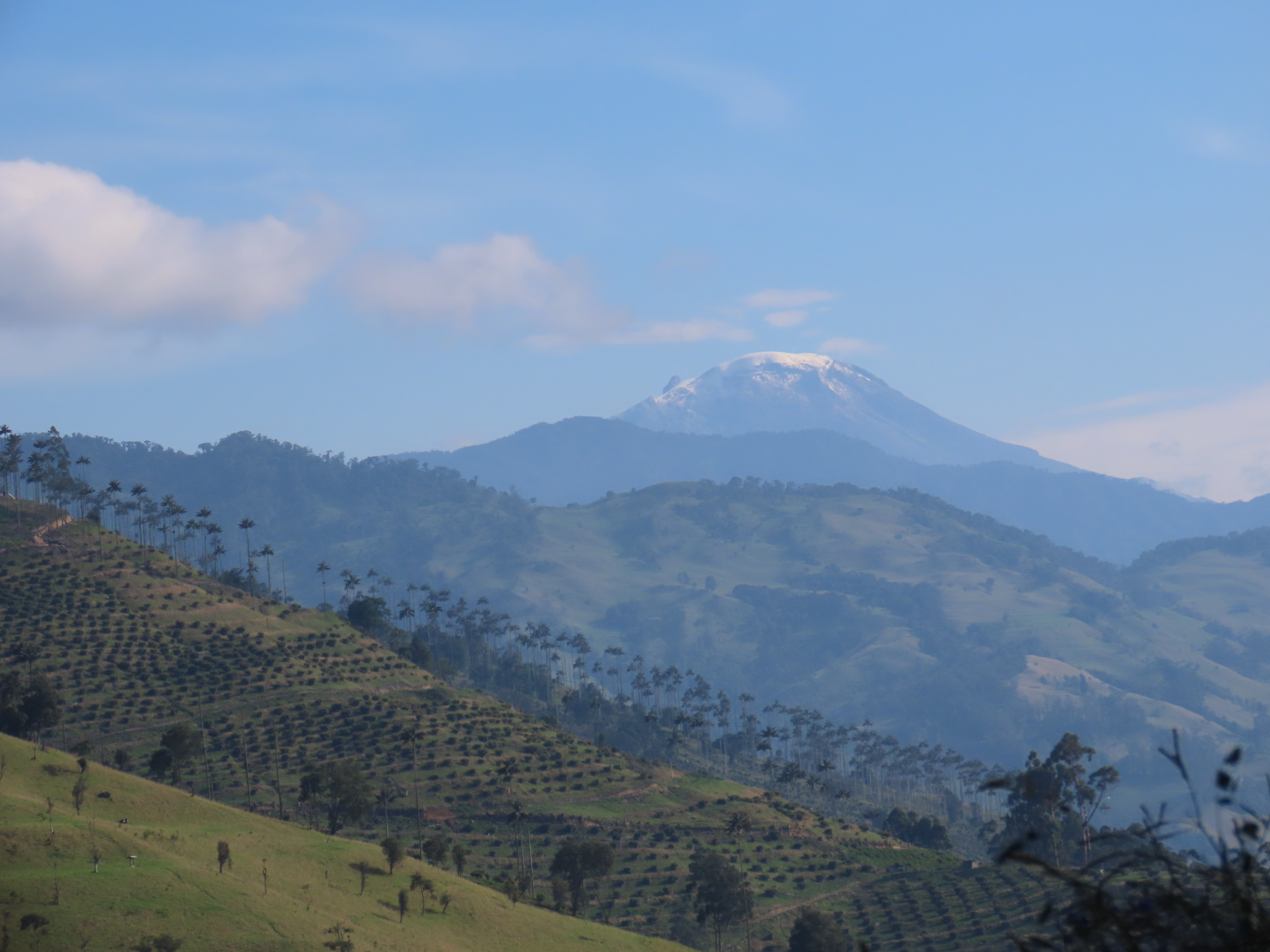 Bosques Andinos, cultivos de aguacate y ganadería. Al fondo el nevado del Tolima. Foto tomada desde el cañón del río Anaime, Cajamarca, Tolima