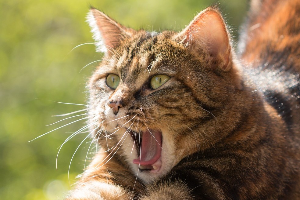 ¿Cómo entender a su gato? Esta App traduce sus maullidos. MeowTalk