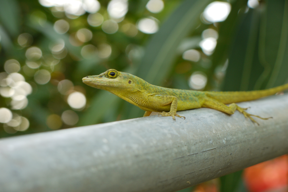 Un lagarto que podría salvar a los cafetales