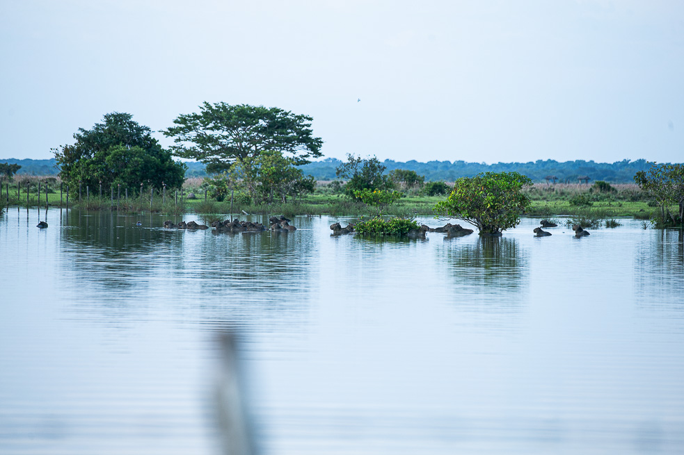 Orocue Casanare