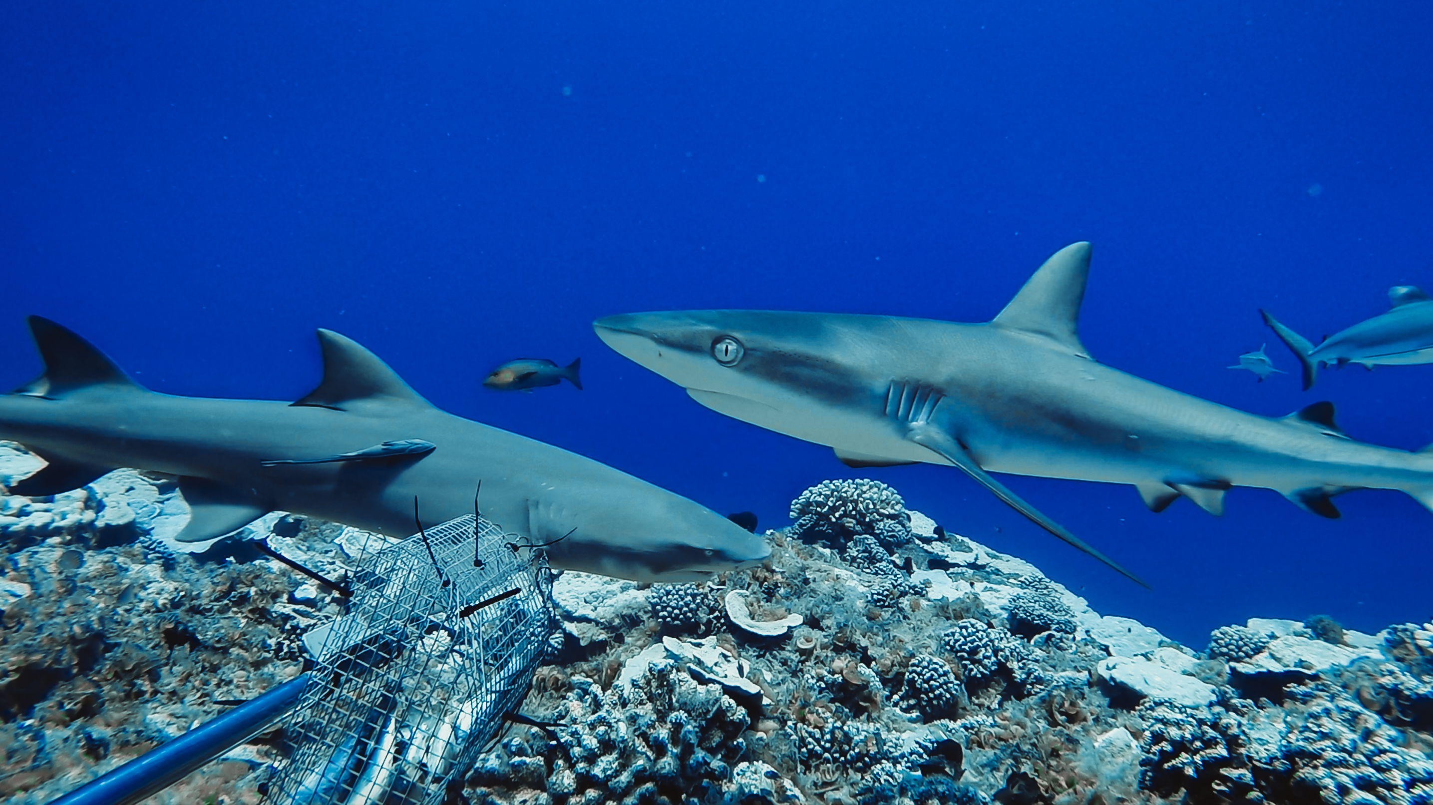 Los tiburones están funcionalmente extintos