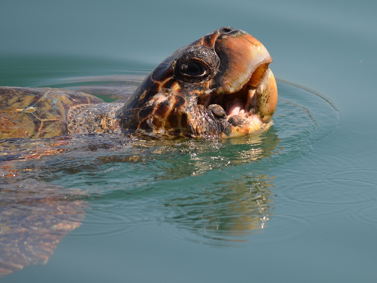 Imagen de una tortuga boba ("Caretta caretta").