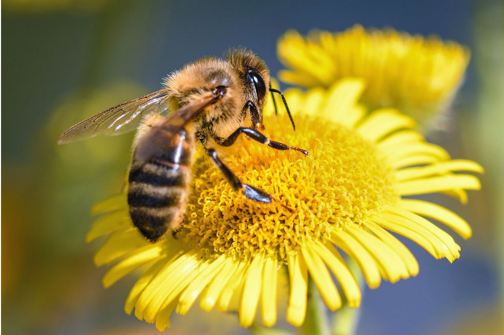 Buscan salvar las abejas de Colombia con proyecto de ley