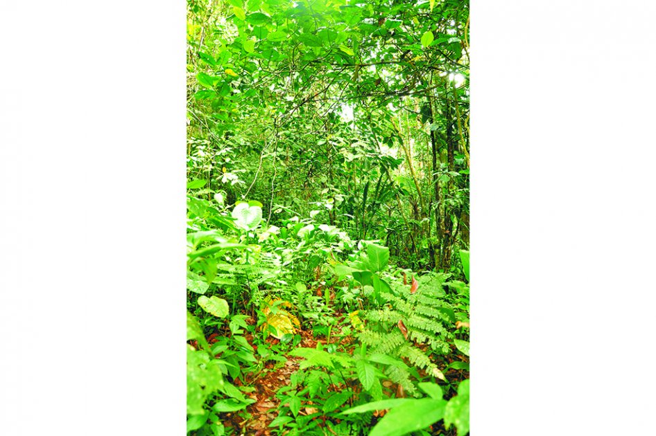Bosque andino, fragmentado