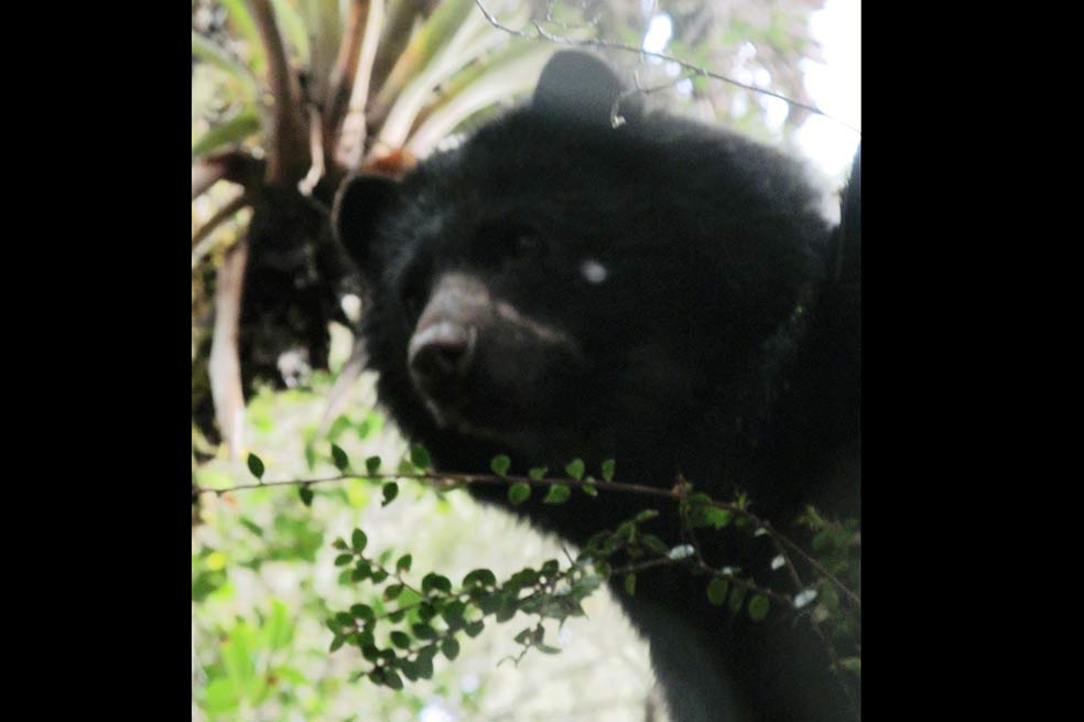 Registro fotográfico de osos en Chingaza