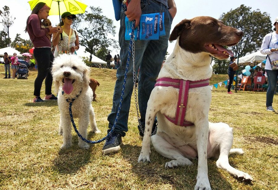 Dueños y perros: ¿quién es el verdadero amo?