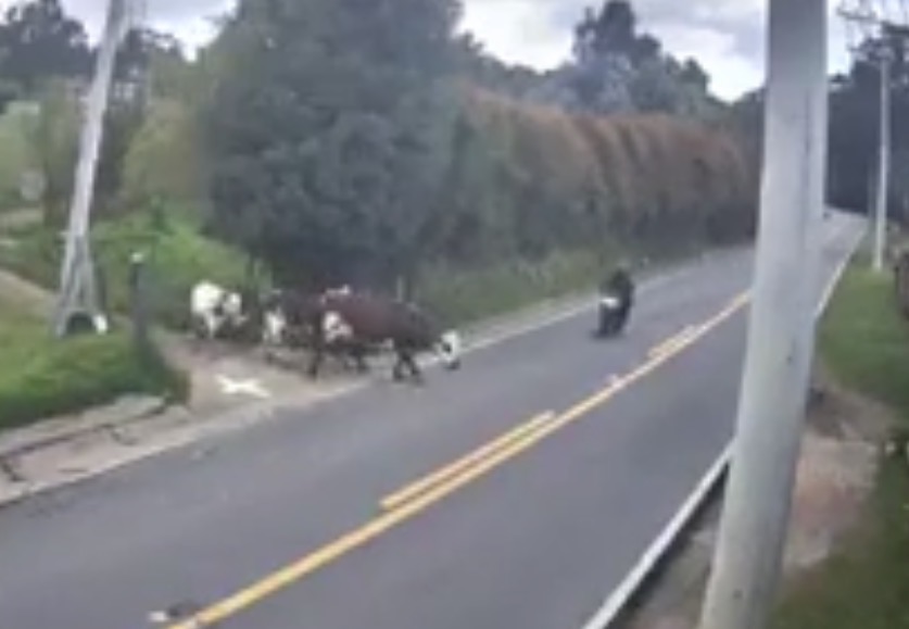 Accidente en Sesquilé: motociclista chocó con una vaca que cruzaba la vía