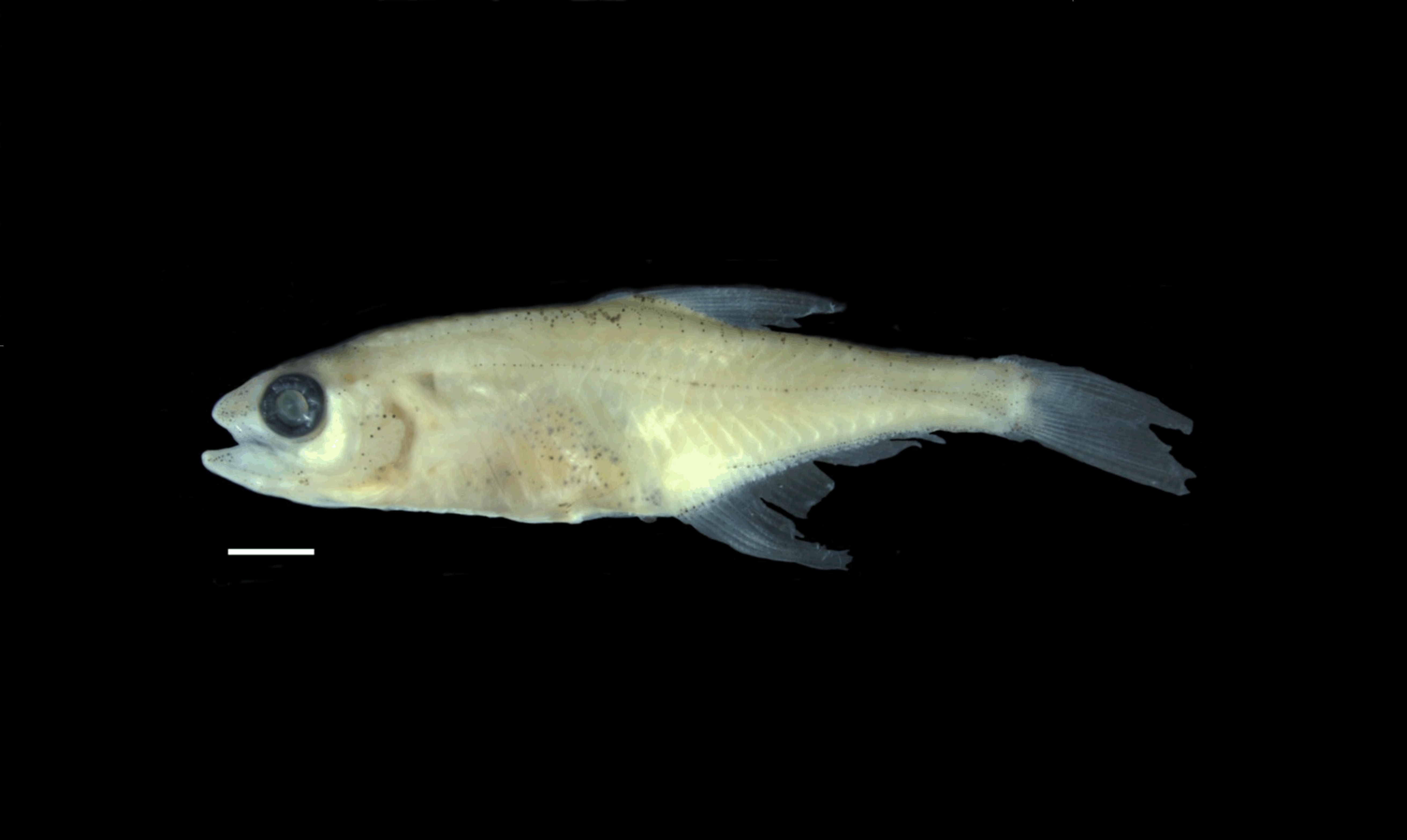 La nueva especie de pez miniatura que descubrieron en la Amazonia colombiana