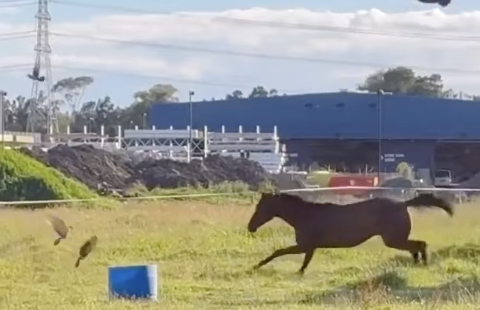 En video: la emotiva reacción de un caballo al tocar el césped por primera vez