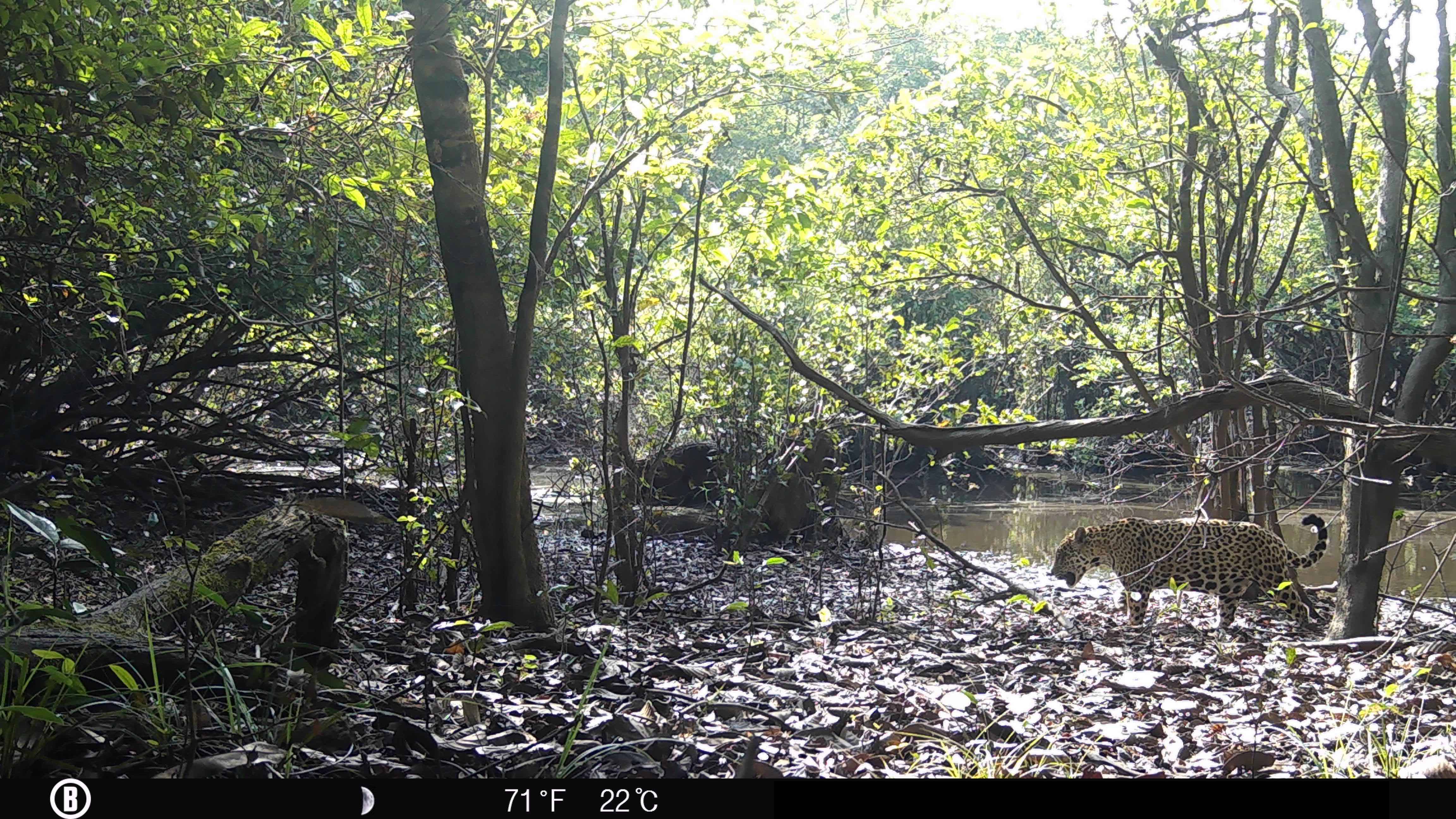 Gracias a las cámaras trampa ubicadas en San José del Guaviare, se han podido identificar 25 jaguares. /WWF Colombia.