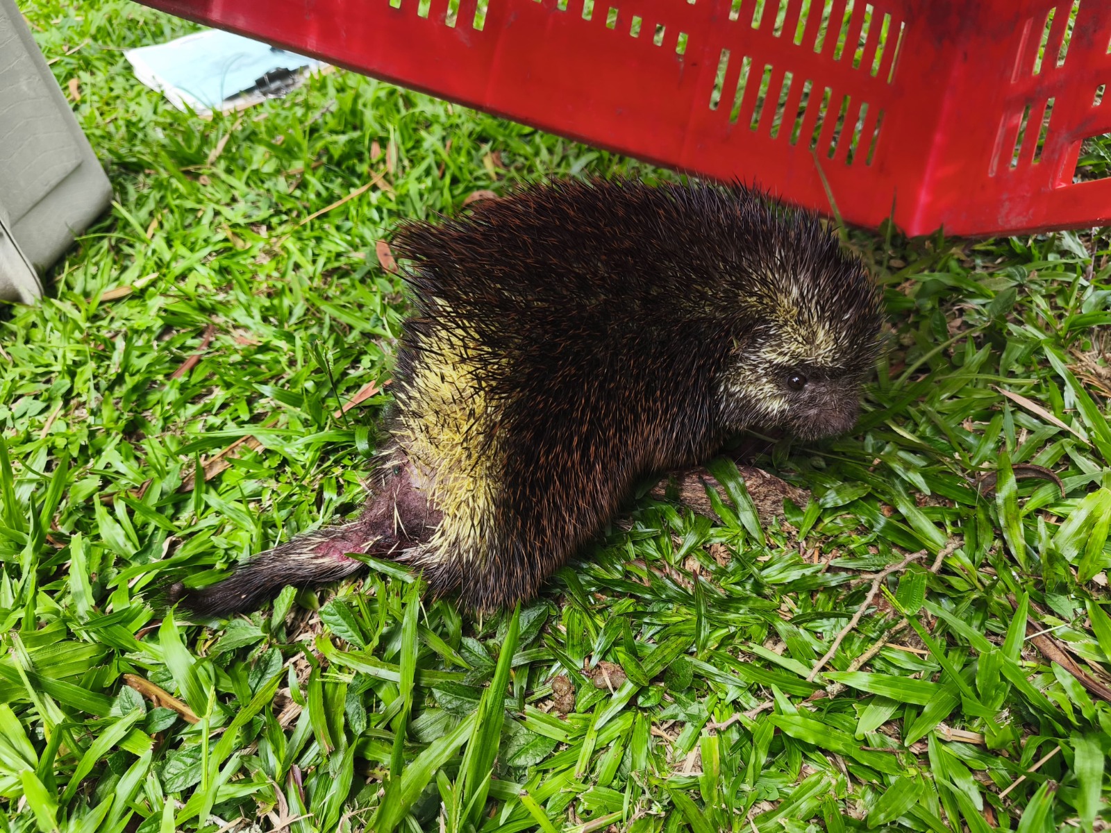 Piden mayor control de mascotas tras afectaciones a la fauna silvestre en el Valle