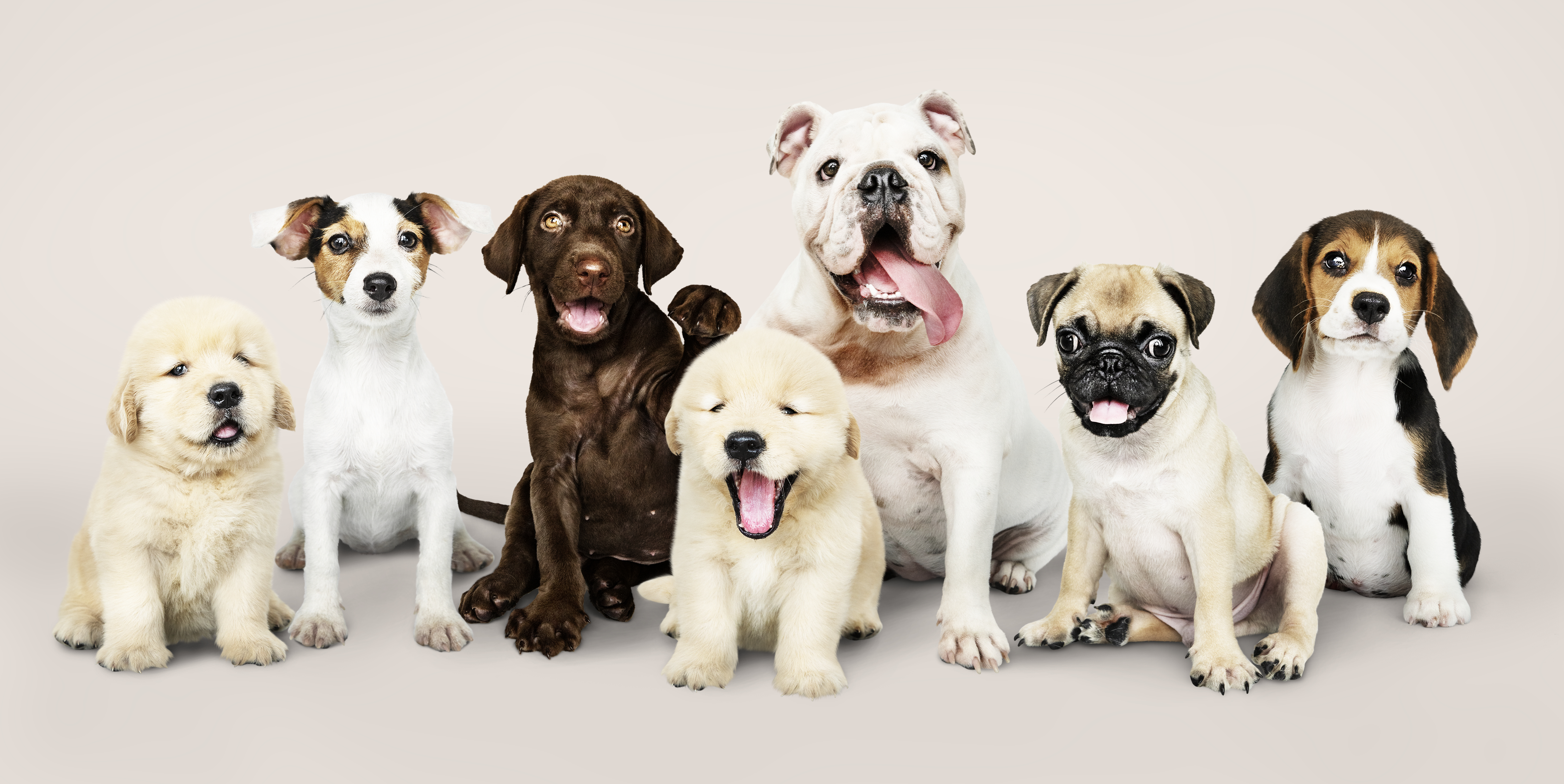 Diez datos curiosos que, tal vez, no sabía sobre su perro