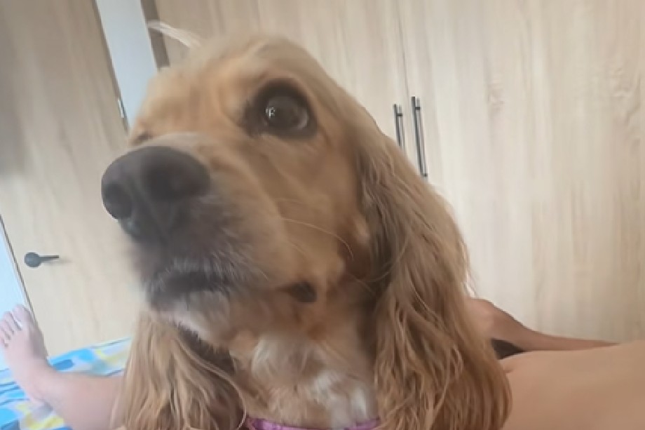 Milú, la perrita que sobrevivió al terremoto gracias al rescate y la calma de un niño