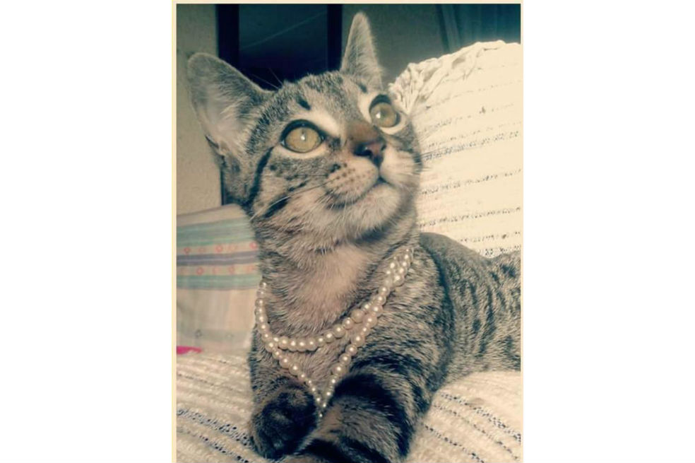 Hombre mató a su gata en medio de discusión sentimental