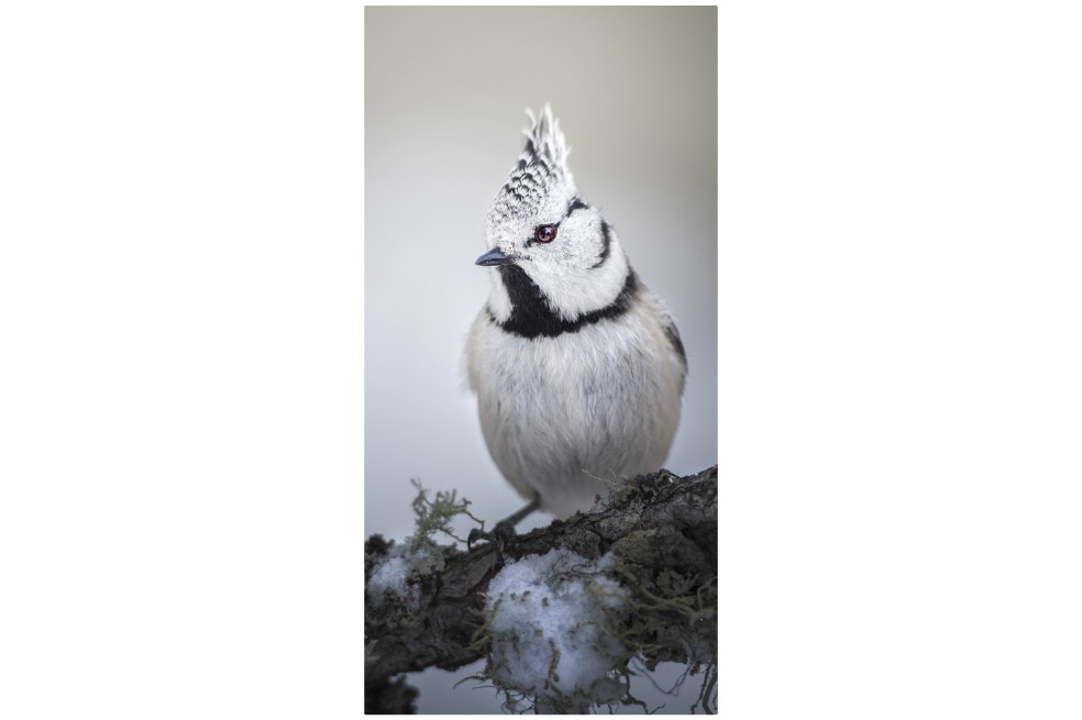 “Rock Star” de Giacomo Redaelli, segundo lugar de categoría Joven.