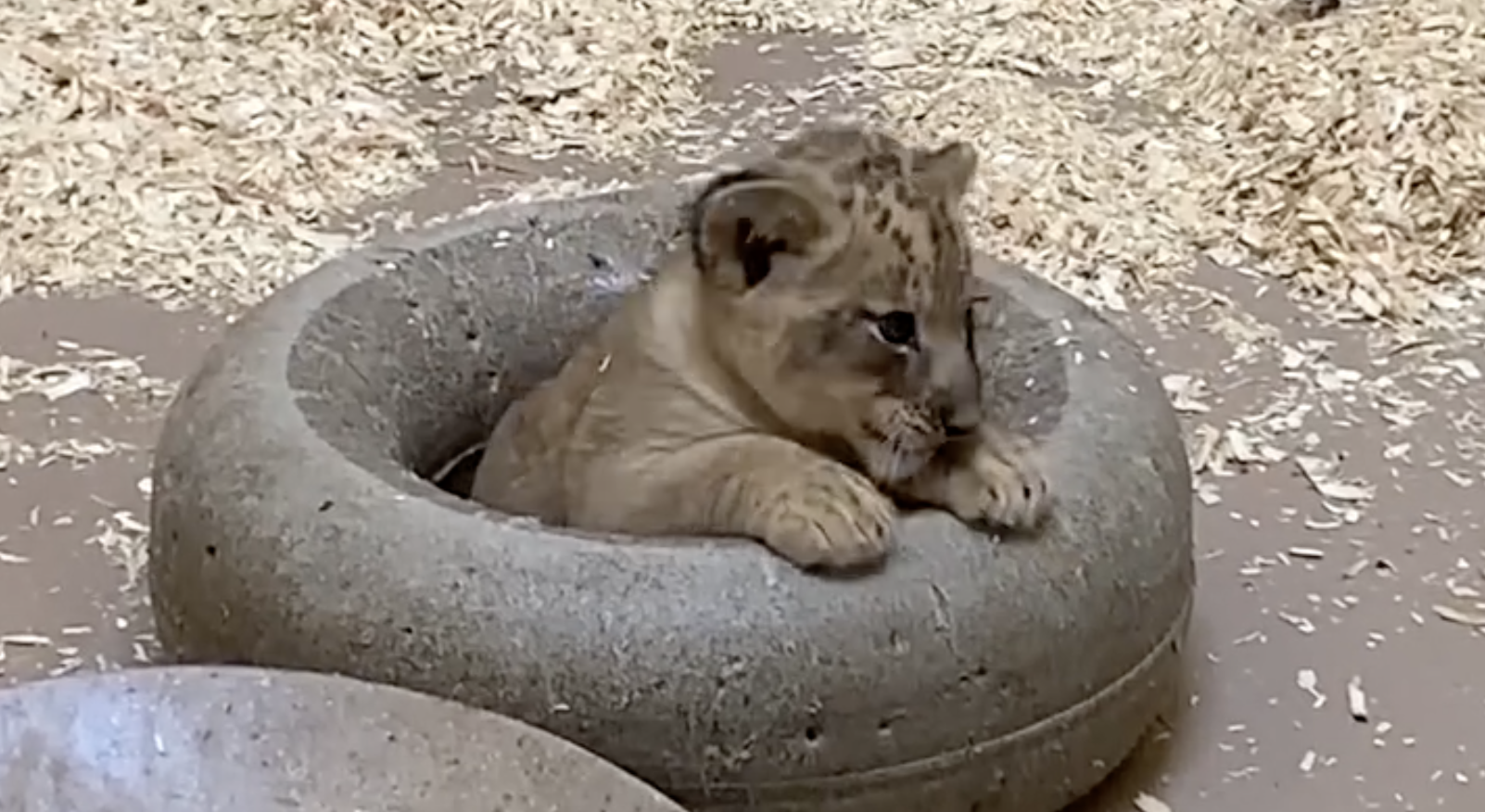 (Video) León cachorro y su padre se encuentran por primera vez en zoológico