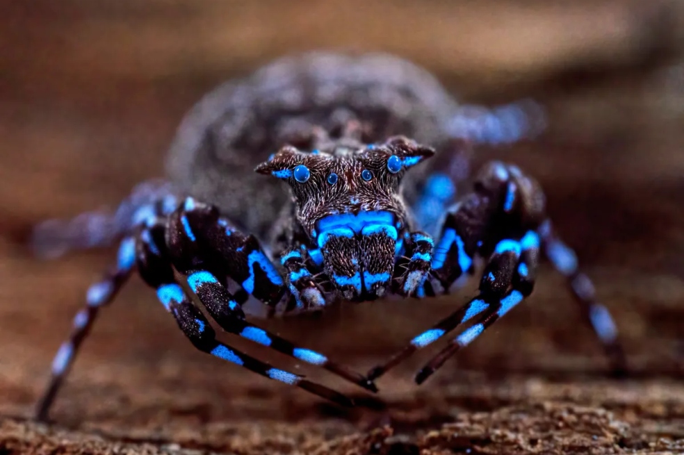 Esta araña cangrejo coronada es una especie que aún no ha sido descrita para la ciencia.