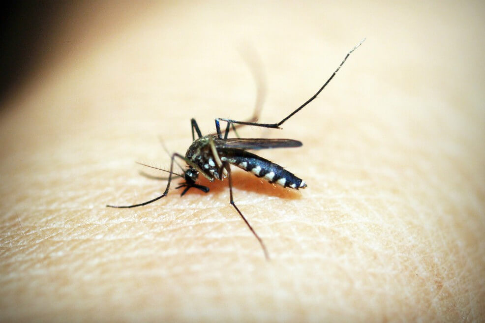 Hongos transgénicos matan rápidamente al mosquito de la malaria
