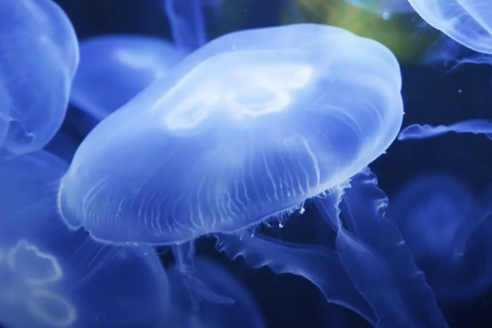 Medusas: un plato exótico que se prepara al sur de Italia