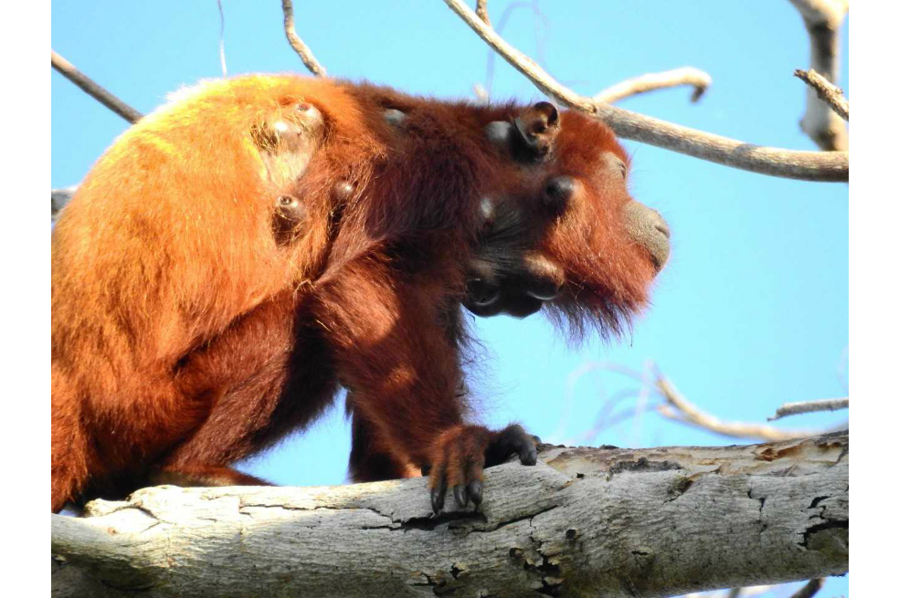 Especie de mosca amenaza al mono aullador en la Sierra Nevada de Santa Marta