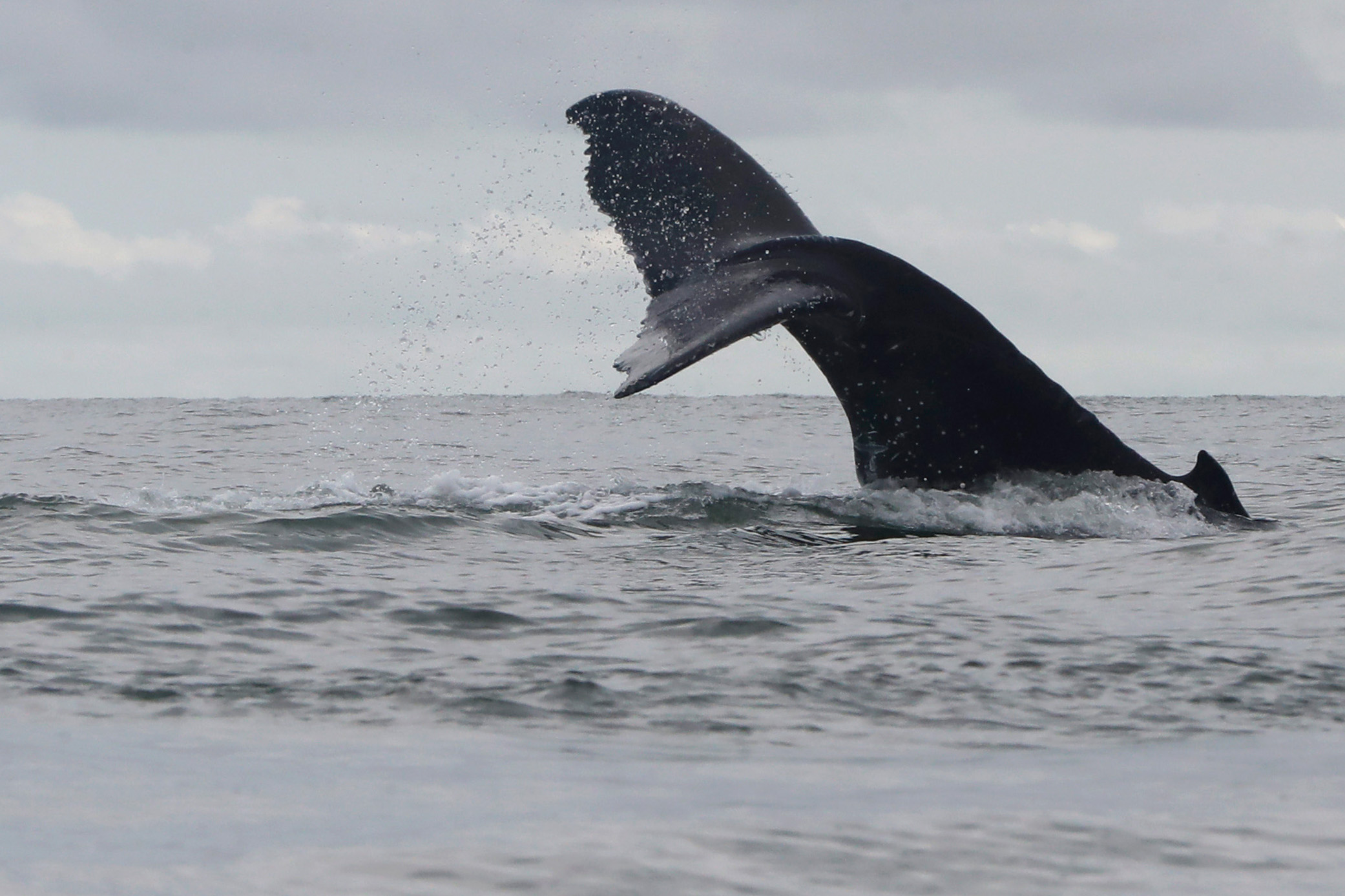 Con música despiden en el Pacífico a las ballenas que llegan a sus aguas