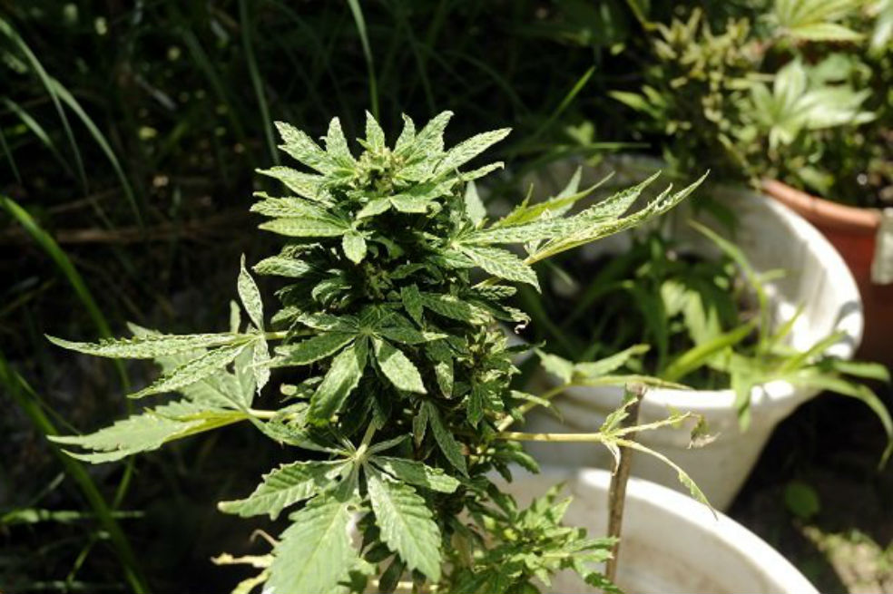 Regulación de marihuana en Uruguay no disminuyó el narcotráfico