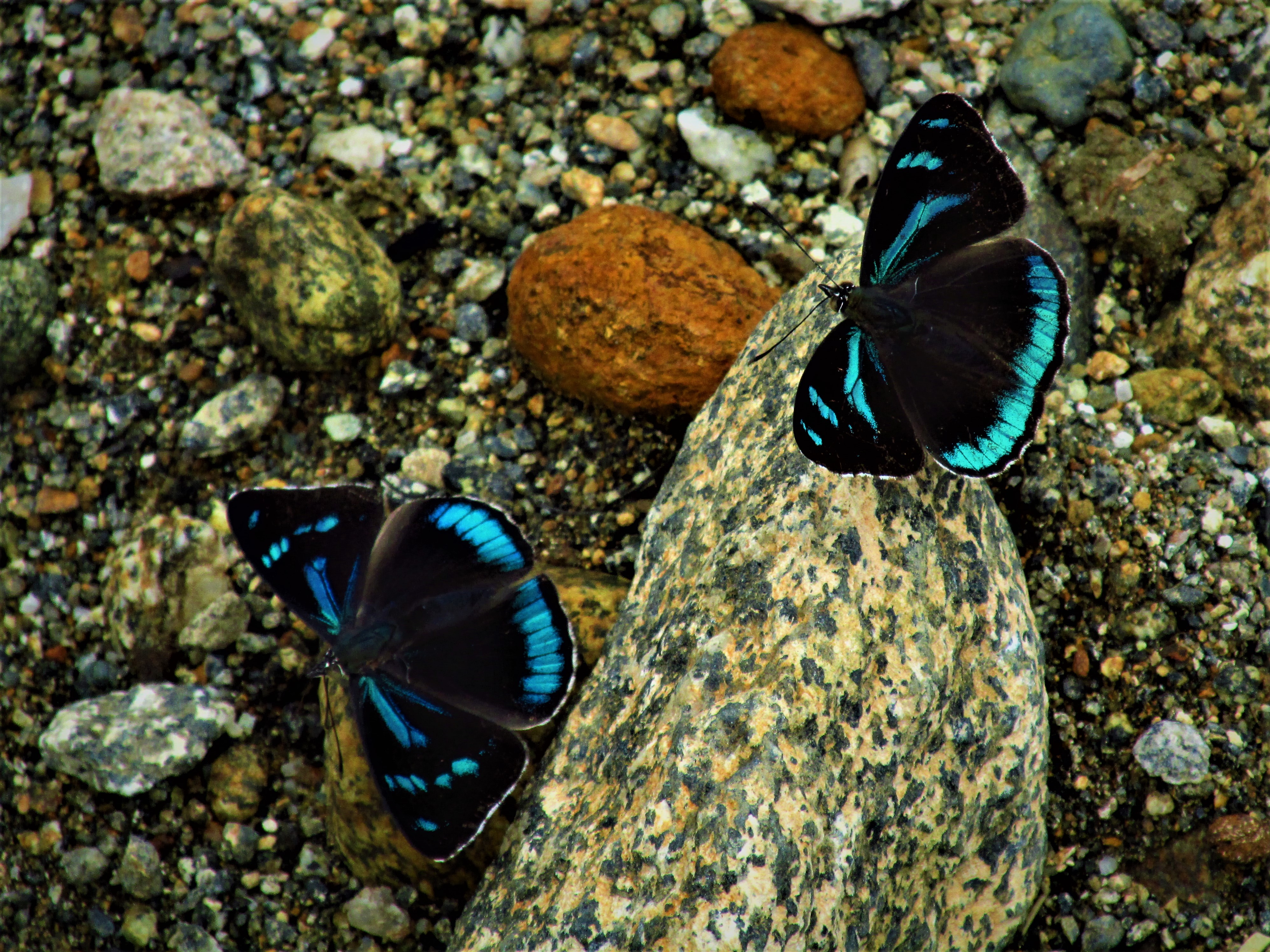 Es el país con más mariposas en el mundo, con un total de 3642 especies, las que representan el 20 % de las existentes en la Tierra.