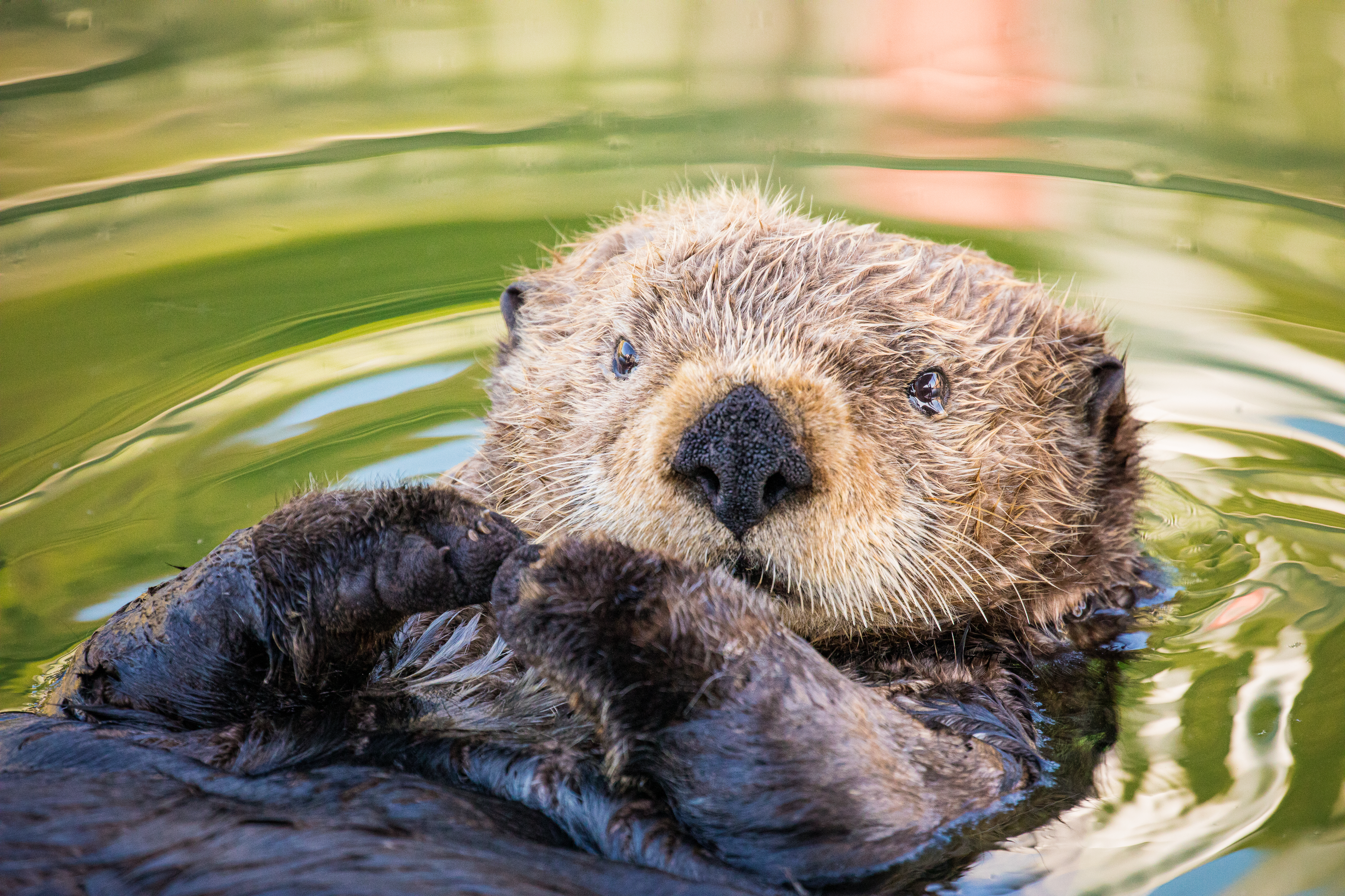 Las contribuciones ignoradas que los animales silvestres dan a la vida humana