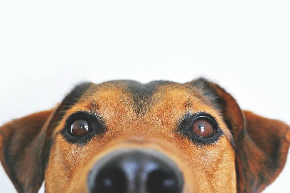 Los perros como los hombres muestran mayores tasas de infertilidad