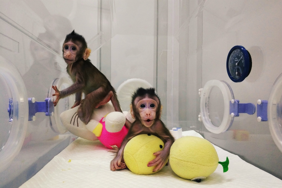 Clonan a dos primates con la misma técnica con la que se creó la oveja Dolly