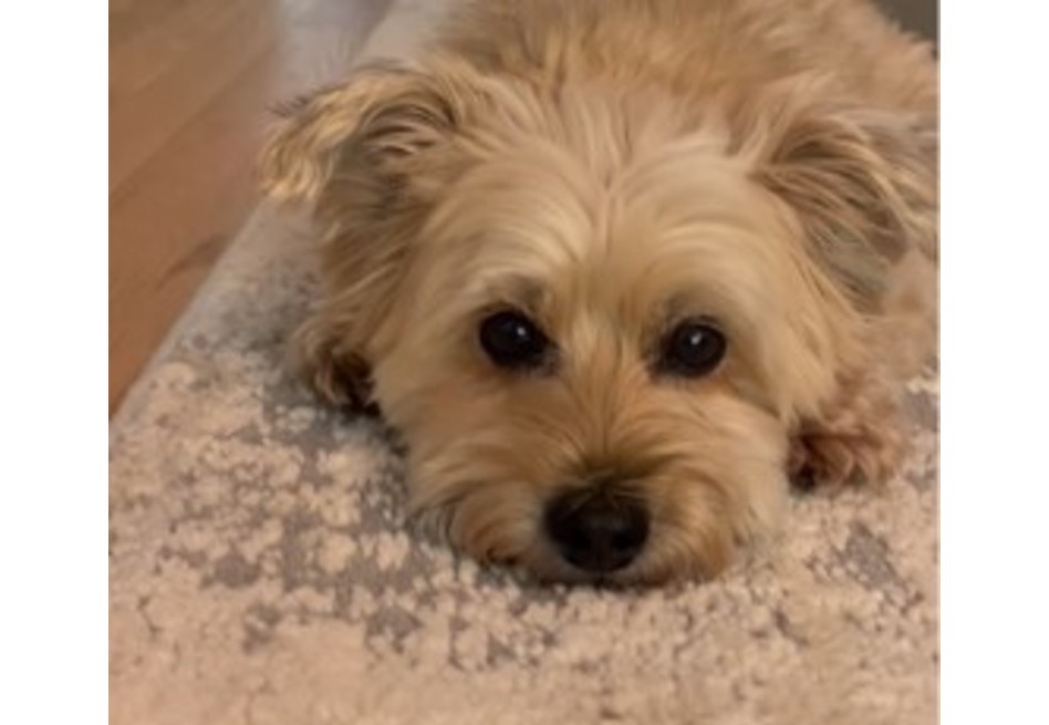 Cody, el perro que sorprendió a su dueño gracias a una cámara de seguridad