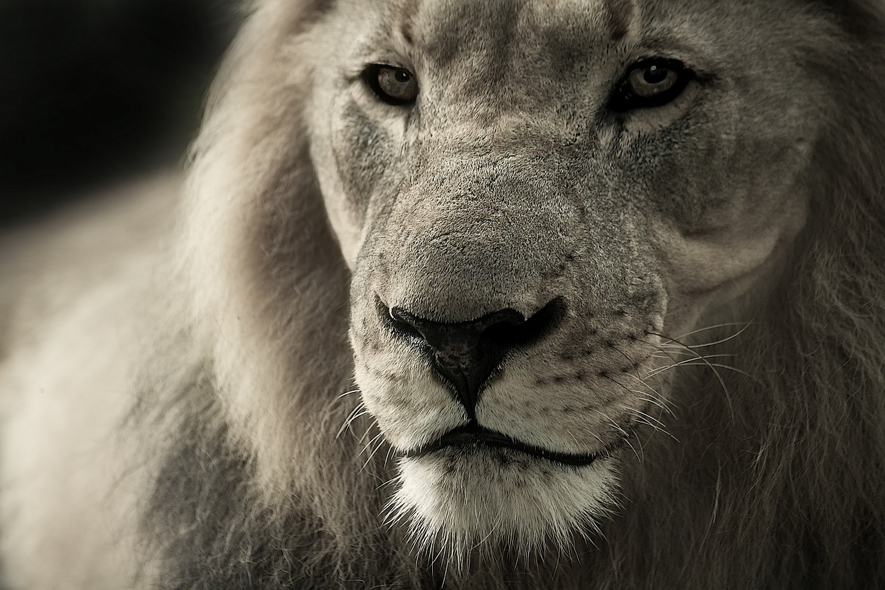 Cuidador de zoológico murió atacado por un león tras dejar su jaula abierta