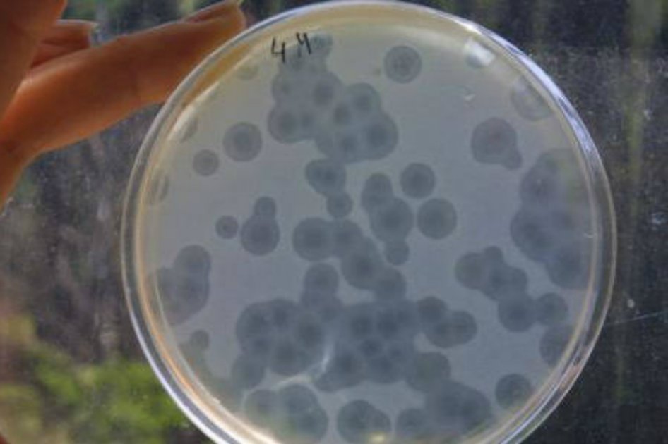 Bacterias marinas están menguando por el calentamiento global