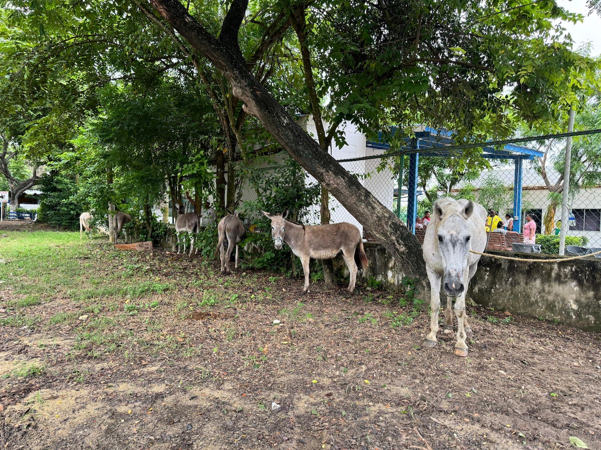 Cartagena: buscan hogares para caballos y burros que eran usados para trabajos