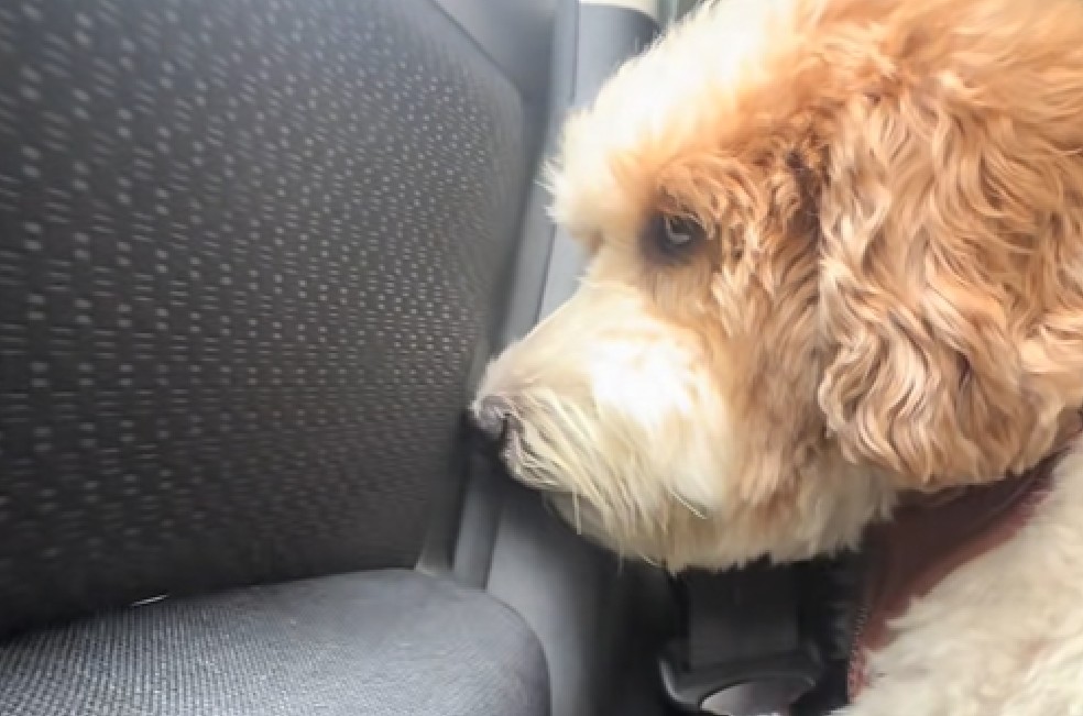 “Con las patas vacías”: así fue la reacción de un perrito al no recibir su premio