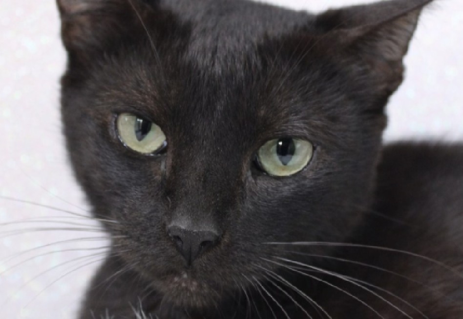 Nébula, gatita negra rescatada en Santa Marta, busca una familia paciente y amorosa