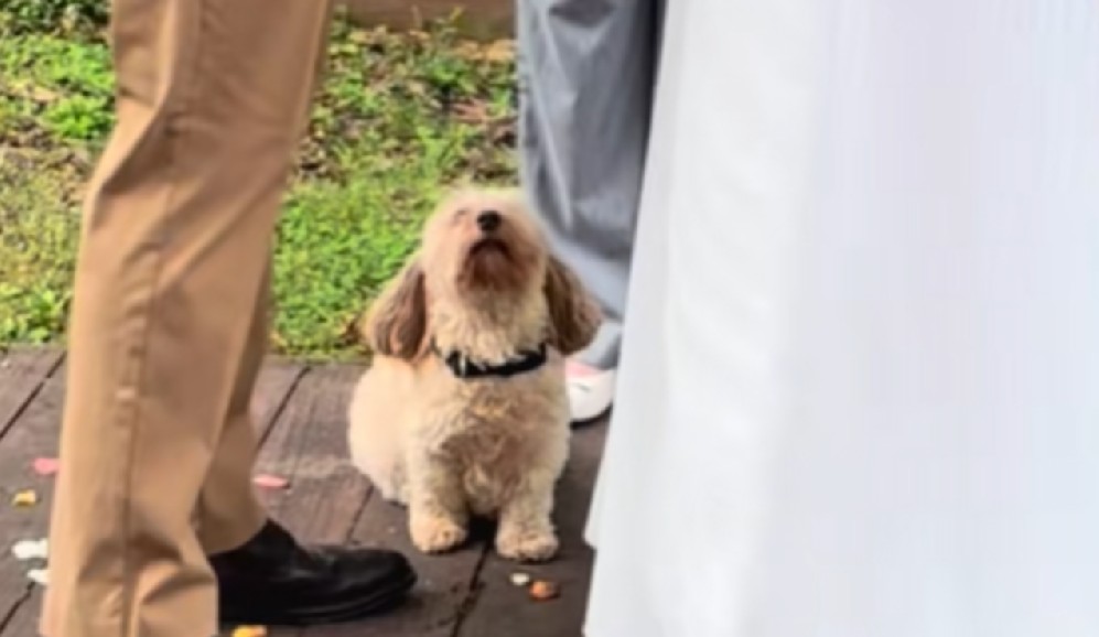 El último regalo de Gulliver: perro anciano hace inolvidable la boda de sus dueños