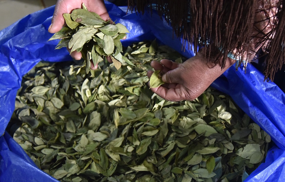 Bolivia cree que narcos colombianos entrenaron a cocaleros en emboscada