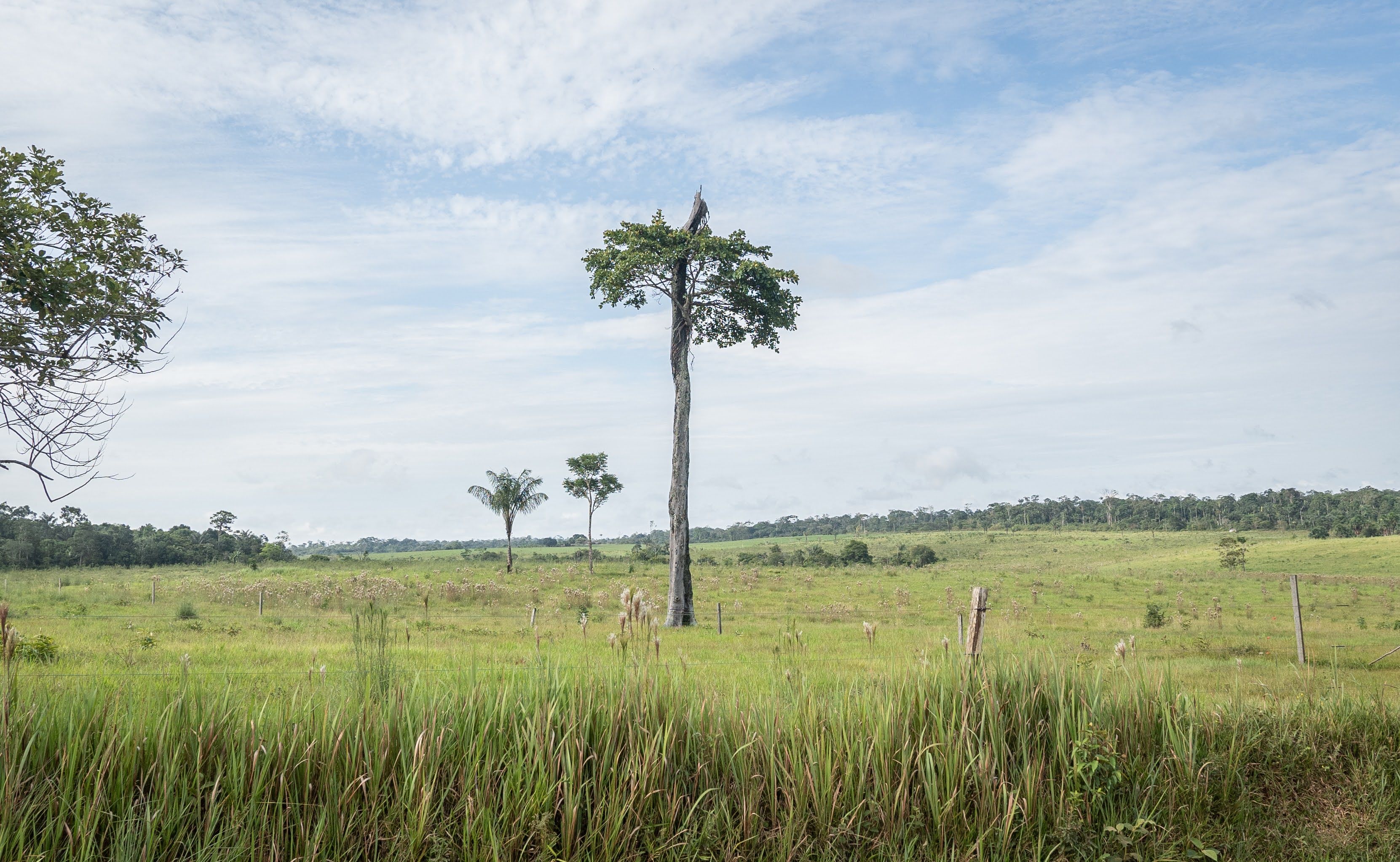 La región de la amazonía-orinoquía está en alerta por la deforestación.