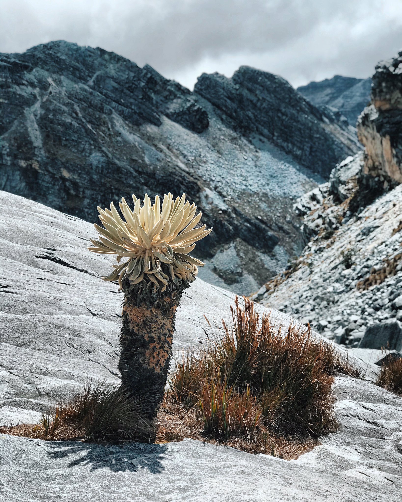 Los frailejones, propios de estos ecosistemas, se han visto afectados por los incendios.